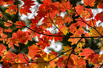 Wall Mural - Vivid Red and Yellow Fall Leaves at Tryon Creek in Portland, OR