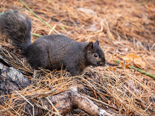 Wall Mural - close up of a chubby grey squirrel resting on dry pine needles-filled groud by the tree in the park