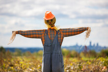 Colorful Scarecrow Outdoors In Pumpkin Patch.