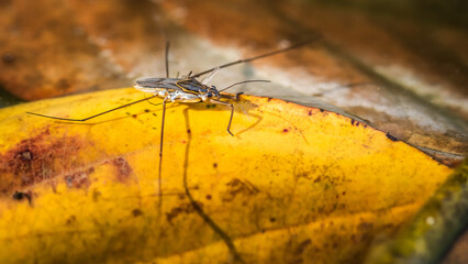 Common water strider on the water, The Gerris lacustris or common pond skater.