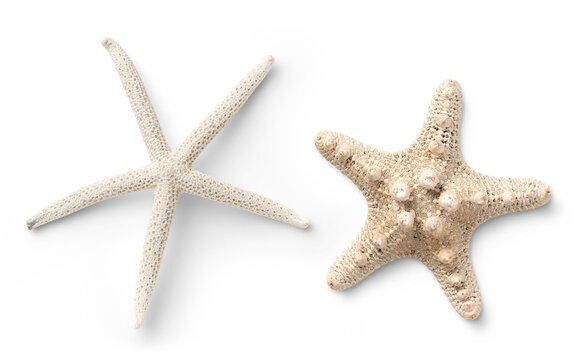two different types of white starfish isolated over a transparent background, ocean / sea / beach / 