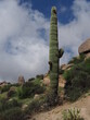 Lone Saguaro cactus on a hiking trail in Arizona