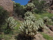 miniature native desert tree, the Teddy Bear Cholla, on a hiking trail near Scottsdale Arizona