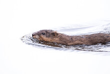 Small Muskrat Swimming In Water During Winter