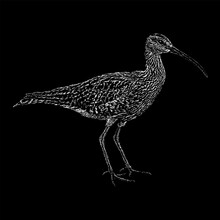 Whimbrel Hand Drawing Vector Isolated On Black Background.