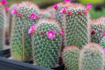 Wall Mural - Close up of cactus succulent plants