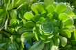 © Jill Greer - Huge green succulent desert plant growing in a garden in southern California USA
