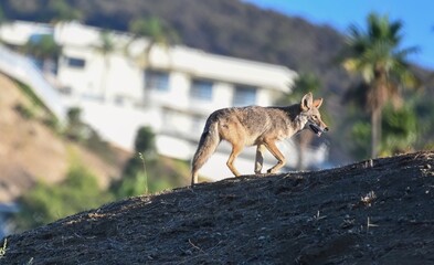 urban coyote on the prowl in los angeles ca.