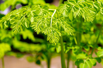 Wall Mural - Young Kelor or Drumstick tree (Moringa oleifera) green leaves selected focus