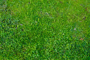 grass real field background natural green floor outdoor wallpaper