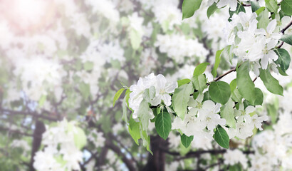  Branches of apple tree with white flowers. Horizontal banner with beautiful blooming apple on blurred sunny background