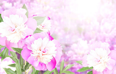 Fotomurales - Branch of peony (Paeonia) on sunny beautiful nature spring background. Summer scene with twig of Paeoniaceae with flowers of pink color