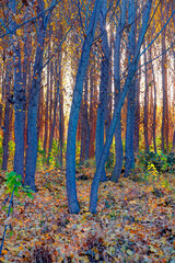 Poster - Autumn forest landscape with sun rays