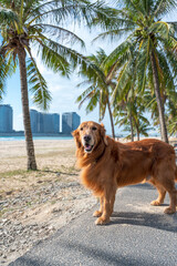 Canvas Print - Golden Retriever stands under coconut trees by the sea