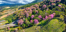 Forest Full Of Wild Sakura Is Blooming In Springtime 2023, The Color Change Gives The Scenery Vivid And Gorgeous Look In The Highlands On The Outskirts Of Da Lat, Vietnam