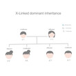 The inheritance pattern diagram of X- linked dominant that showing of dominant gene mutation passing from parent to children.