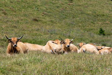 Wall Mural - vaches allongées dans un pré