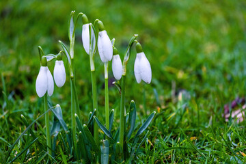  Close up of snowdrop flowers blooming. First spring flowers