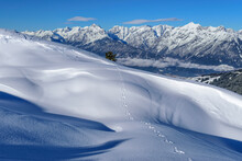 Austria, Tyrol, Rabbit Tracks In Snow
