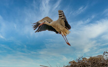Stork In The Nest Wiyh Cloud Sky