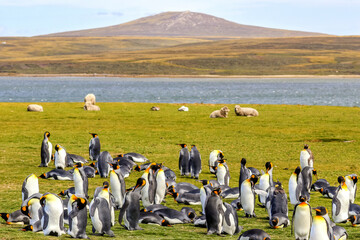 Canvas Print - Volunteer Point, Falkland Islands, UK