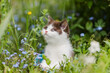 canvas print picture - Katze, Kitten im Frühling, macht einen Ausflug in den farbenfrohen Garten, Blumen