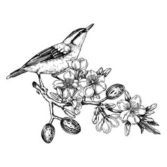 Wall Mural - Nuthatch sitting on flowering almond branch sketch. Vector spring garden illustration. Hand drawn passerine bird singing on blooming tree with nuts, leaves and flowers in sketched style for print