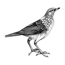 Eyebrowed Thrush Vector Sketch. Hand Drawn Wildlife Illustration In Engraved Style. Grey City Bird Drawing Isolated On White Background. Black And White  Pigeon Drawing For Print, Poster, Card, Cover.