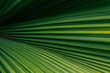 © Tito Rollis - Green palm leaf layered texture background