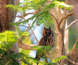Fototapeta  - Beautiful owl