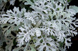 Top view of dusty miller plant.