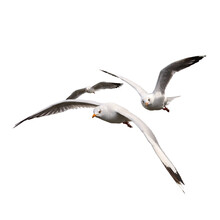Flying Birds Seagulls On Transparent Background PNG