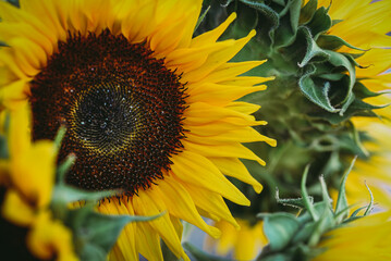 Close up of yellow petals and dark center of blooming sunflowers.