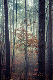 Fototapeta Las - misty autumn forest in the morning