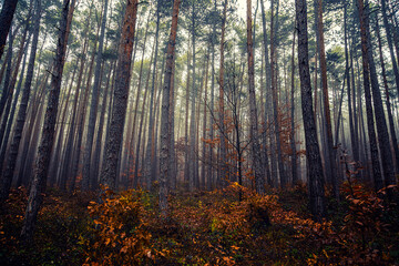  misty autumn forest in the morning 