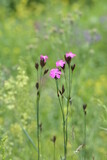 Dianthus carthusianorum