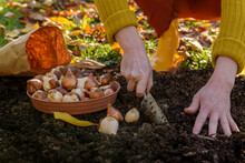 Woman Planting Tulip Bulbs In A Flower Bed During A Beautiful Sunny Autumn Afternoon. Growing Tulips. Fall Gardening Jobs Background.