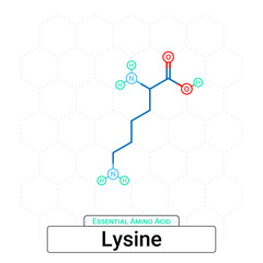 Lysine Chemical Structure Essential Amino Acid Organic Molecules, Functional, Side Chain, Carboxyl, Amino Group, Protein Building Block Isolated on Whited Background, Chemistry, Biology