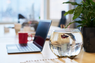 Medium sized spherical glass fish tank full of clear water on workplace of office manager or analyst with laptop, green plant and red mug