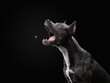 pit bull terrier on a black background catches tasty treats. Beautiful dog in the studio