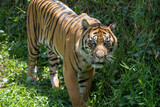 Fototapeta Zwierzęta - Endangered Siberian tiger looks on with a dangerous gaze