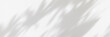 © Lyubov - Abstract white wall background for product presentation. Shadows of window and flowers and palm leaves. Copy space. Summer concert. Blurred backdrop. Banner