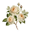 Botanical vintage beautiful rose illustration on a transparent background