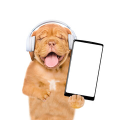 Poster - Happy Mastiff puppy wearing  headphones listens music and shows empty screen of smartphone. Top down view