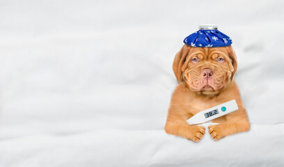 Poster - Unhappy sick mastiff puppy with ice bag or ice pack on it head lying on a bed at home with a thermometer under it paw. Top down view. Empty space for text