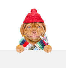 Poster - Smiling puppy wearing warm scarf and hat holds thermometer in it mouth and looks above empty white banner. isolated on white background