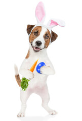 Aufkleber - Jack russell terrier puppy wearing easter rabbits ears holds painted egg and carrot. Isolated on white background