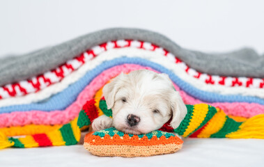 Sticker - Cute Bichon frise puppy wearing tiny cap sleeps under stack of warm plaids in cold autumn or winter weather