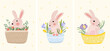 A collection of cute compositions with rabbits sitting in a basket, spring flowers and Easter eggs. Spring flowering, illustration for celebrating Easter, Spring Day, posters, banners, etc. Vector.
