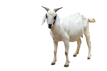 Wall Mural - Somali goat isolated on transparent background png file